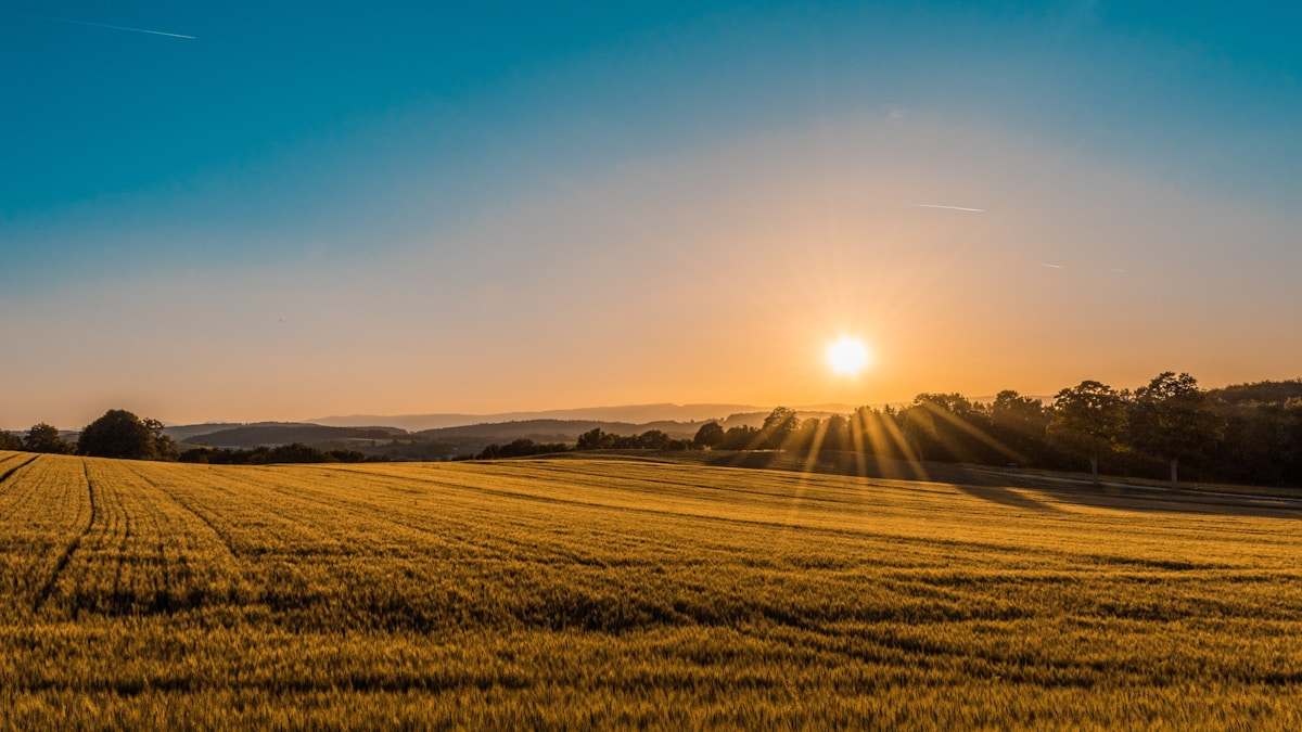 The sun sets over a golden field with trees and hills in the background under a clear blue sky.